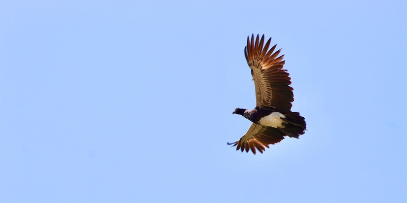 Turtles in the Manu region, Peru (Amazon wildlife tour)